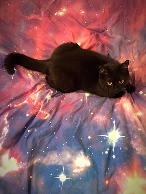 Sennik: Co Oznacza Sen o Atakującym Kocie?