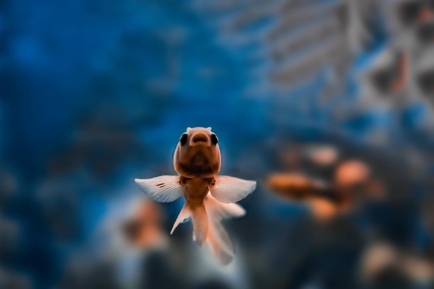 Sennik: Sen o Rybie bez Wody i Jego Znaczenie