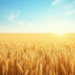 Sennik: Co Oznacza Sen o Polu Zboża? Interpretacja i Znaczenie
